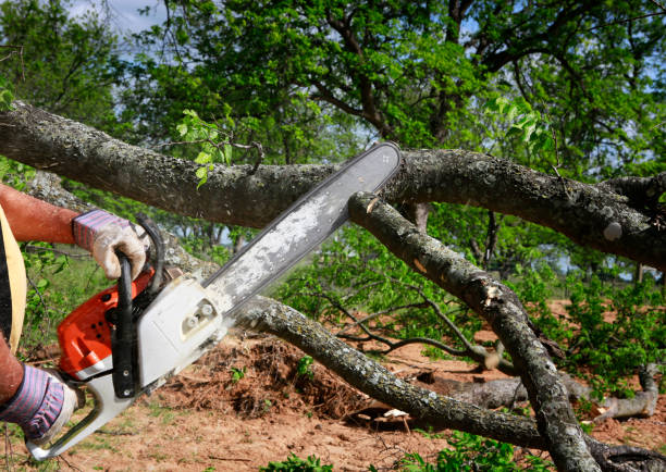 How Our Tree Care Process Works  in  Fairfield, TX